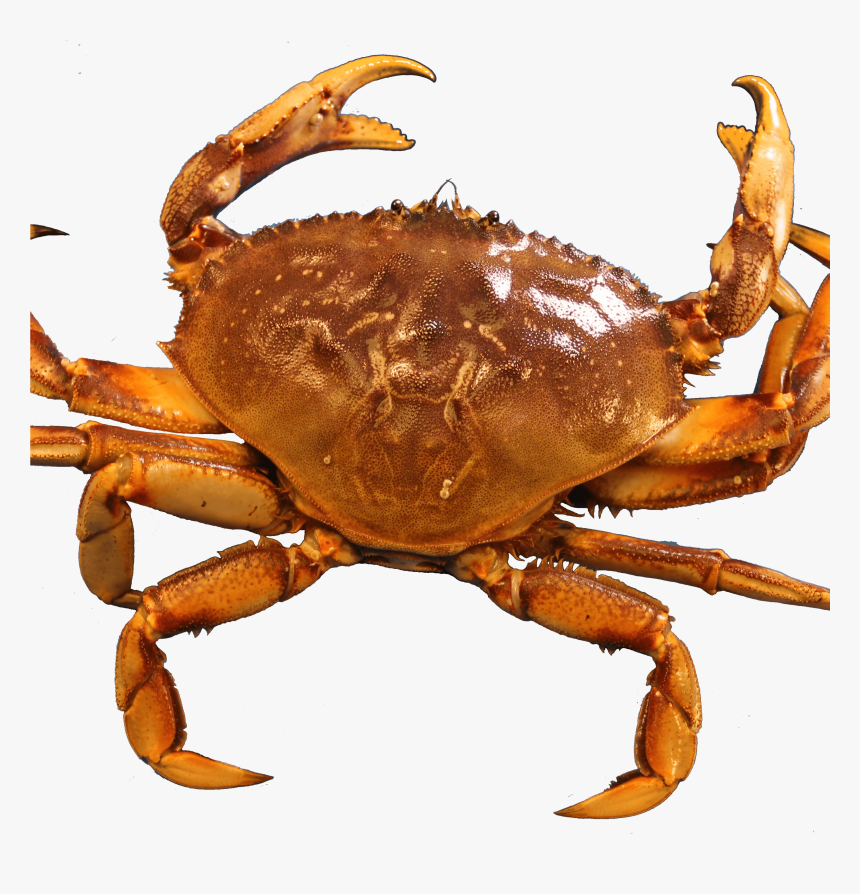 Crab Png Transparent Images, Png Download, Free Download