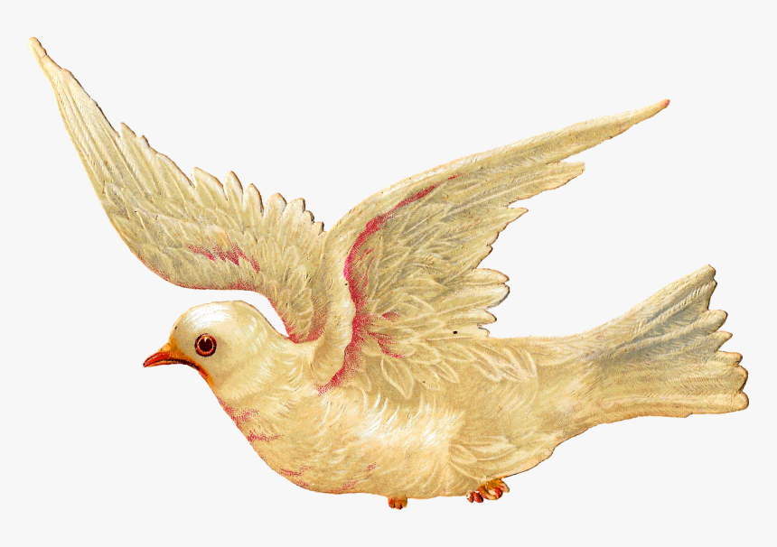 Antique White Dove Illustration Digital Clipart Peace - White Dove Illustration Png, Transparent Png, Free Download