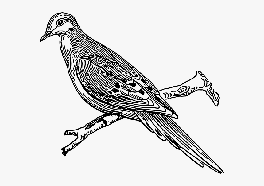 Dove Svg Clip Arts - Outline Image Of Cuckoo, HD Png Download, Free Download