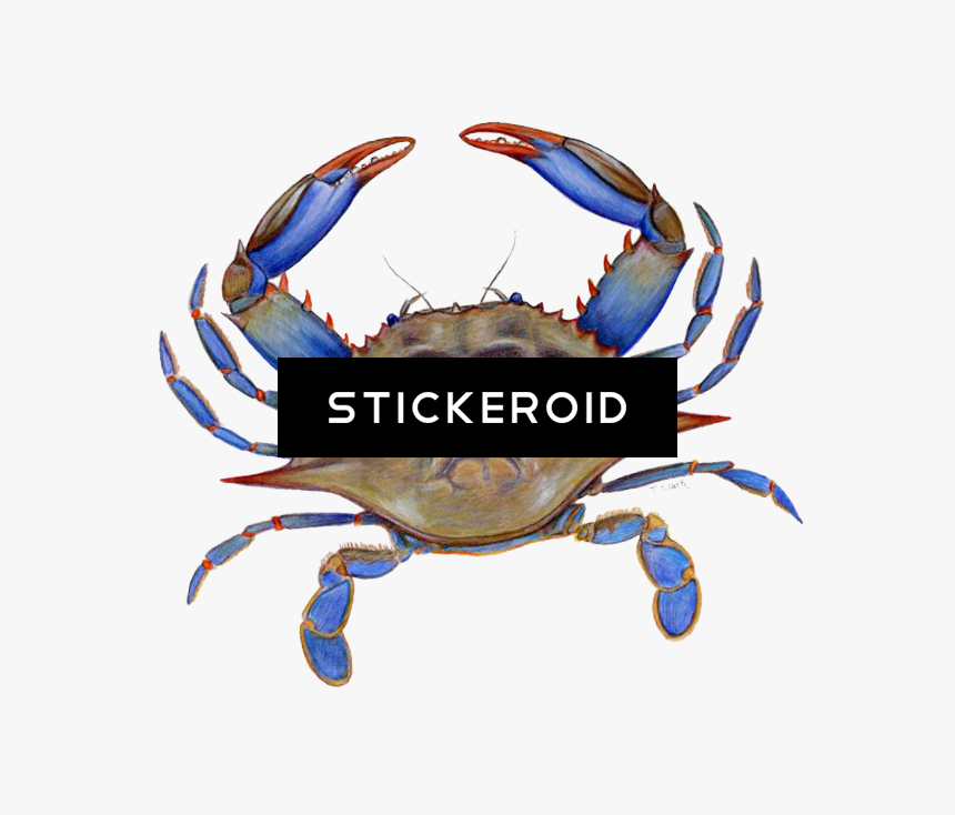 Crab Hd Animals - Blue Crab Image Transparent, HD Png Download, Free Download