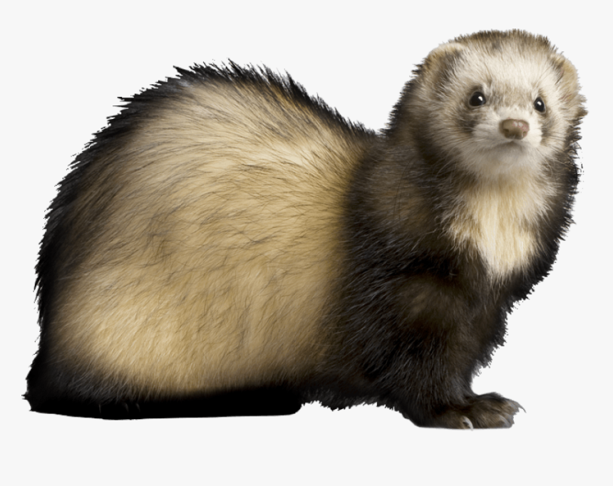 Download Ferret Png Images Background - Ferret Png, Transparent Png, Free Download