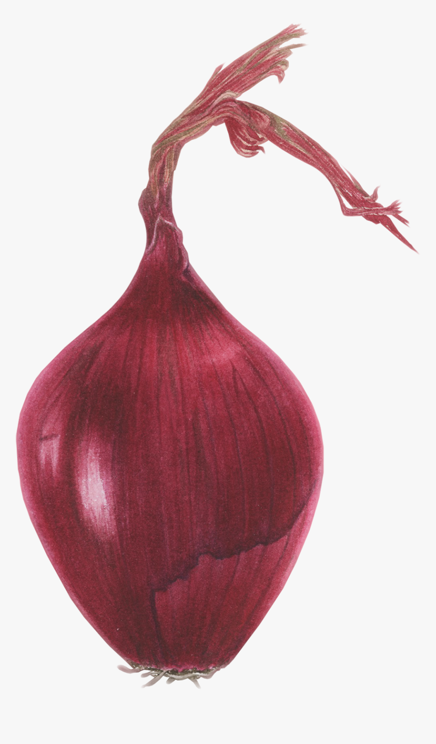 #red Onion - Red Onion, HD Png Download, Free Download