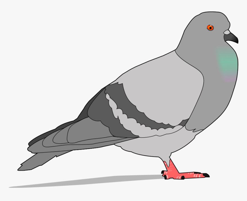 Pigeon Svg Clip Arts - Pigeon Clipart, HD Png Download, Free Download