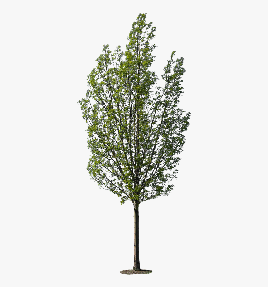 Tree High Resolution Texture - Tree Texture, HD Png Download, Free Download