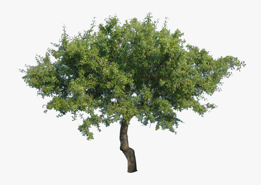 Tree Clip Art - Tree Png Transparent, Png Download, Free Download