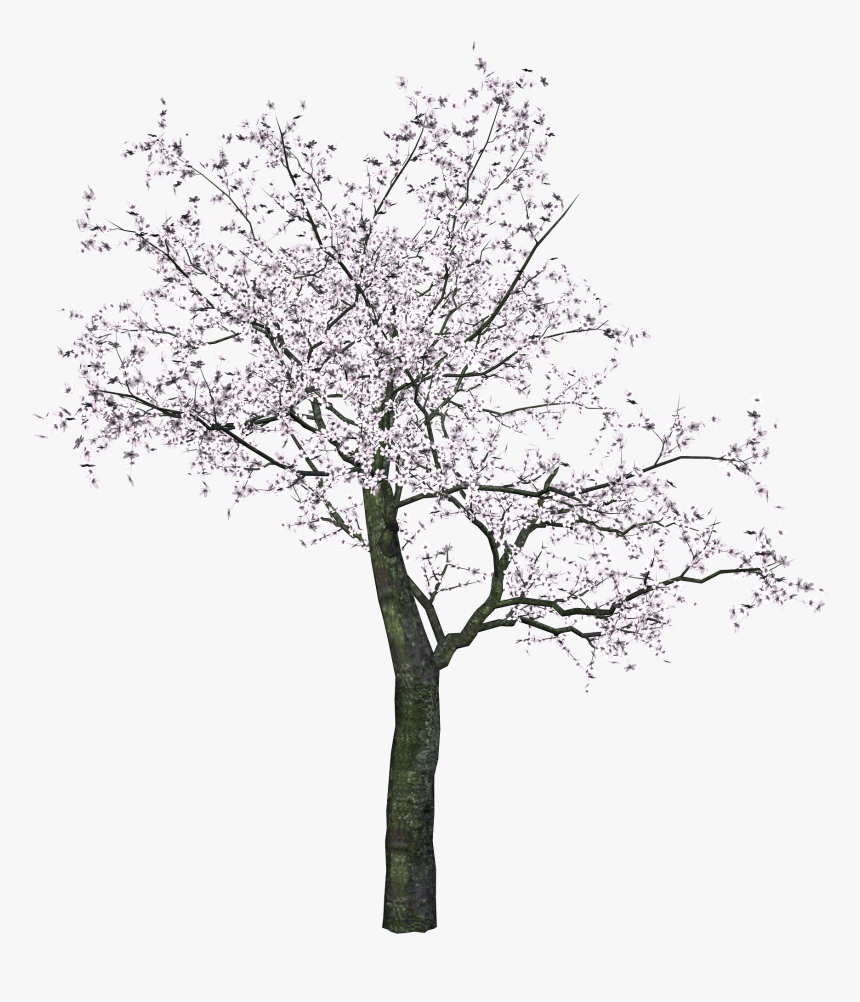 Japanese Tree - Japanese Tree Png, Transparent Png, Free Download