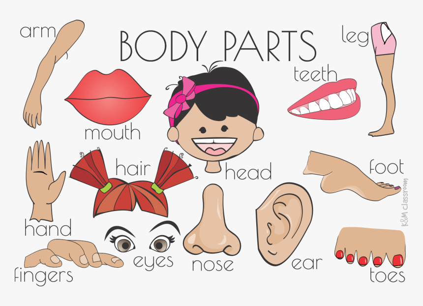 Head Clipart Body Part - Flash Card Body Parts Flashcards Printable, HD