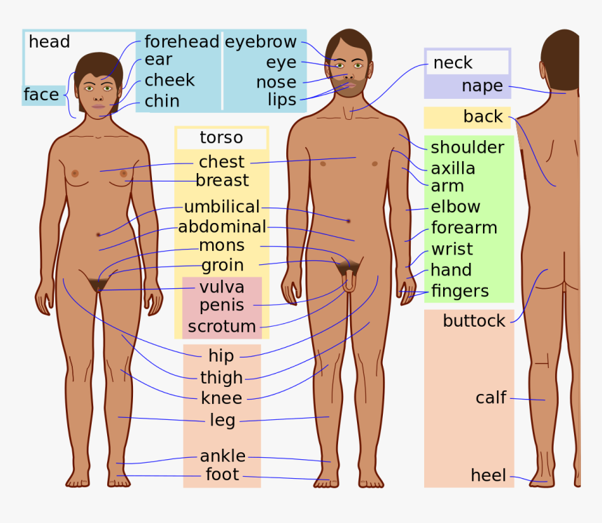 Body Parts Of Men, HD Png Download, Free Download