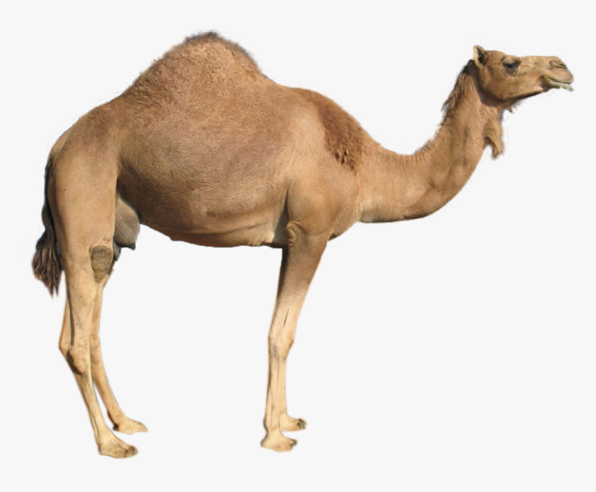 Camel Transparent Background, HD Png Download, Free Download