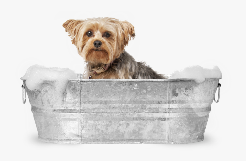 Yorkie In The Bath Dog Grooming Images Hd Hd Png Download Kindpng