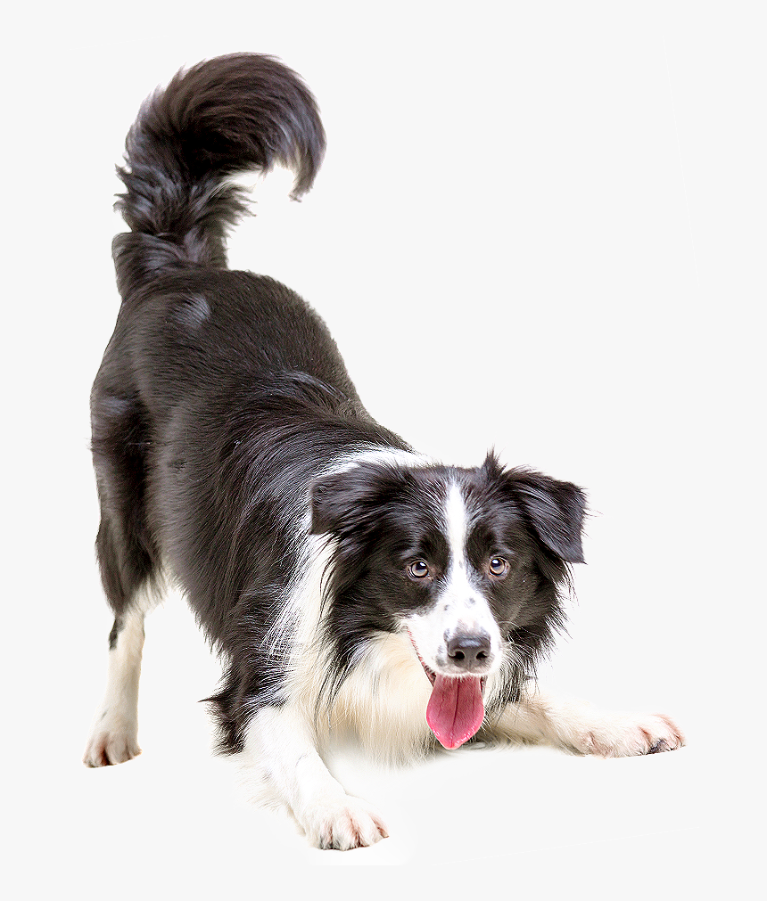 Kisspng Border Collie Puppy Cat Pet Veterinarian Dogs - Dog Png, Transparent Png, Free Download