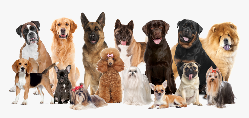 Pet Grooming Dog Grooming Backgrounds, HD Png Download - kindpng