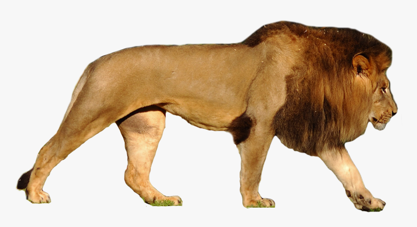 Lion Tiger Leopard Cougar Roar - Polar Bear Compared To Lion, HD Png Download, Free Download