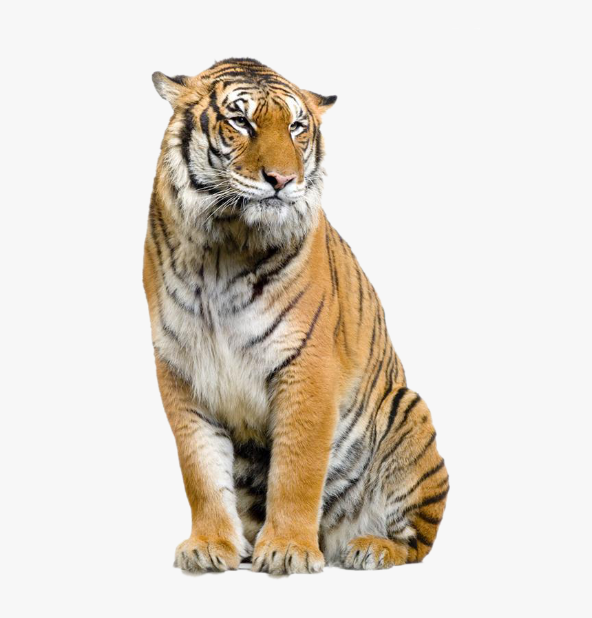 Jaguar Felidae Leopard Bengal Tiger Lion Clipart - Tiger Transparent Background Png, Png Download, Free Download