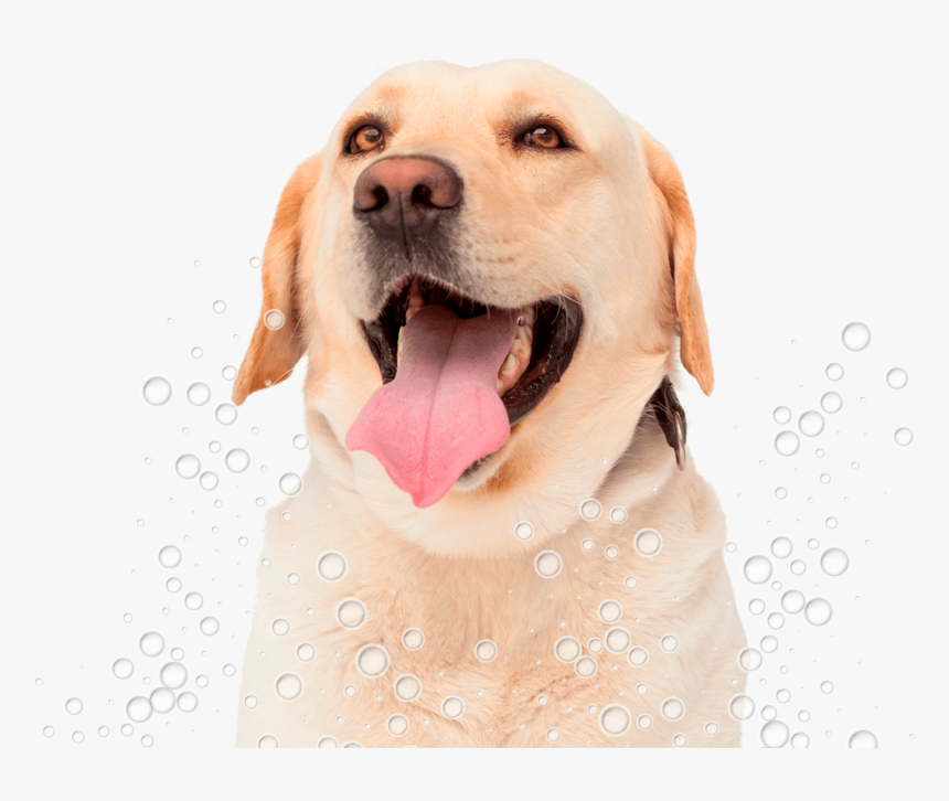 Conga´s Pet Grooming - Labrador Lingua, HD Png Download, Free Download