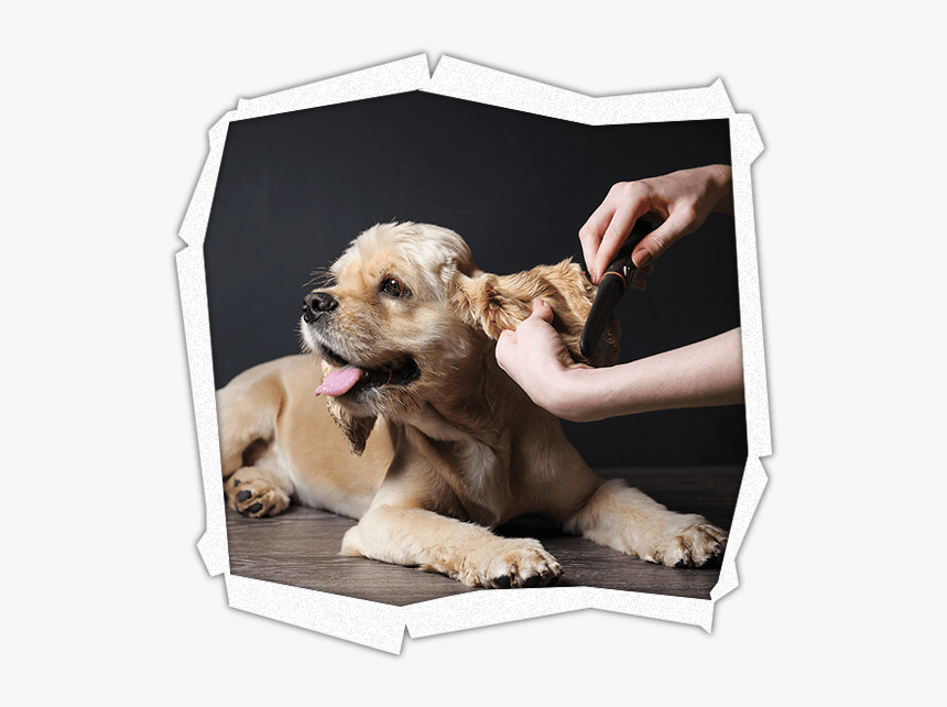 Pet Grooming Services - Dog Grooming, HD Png Download, Free Download