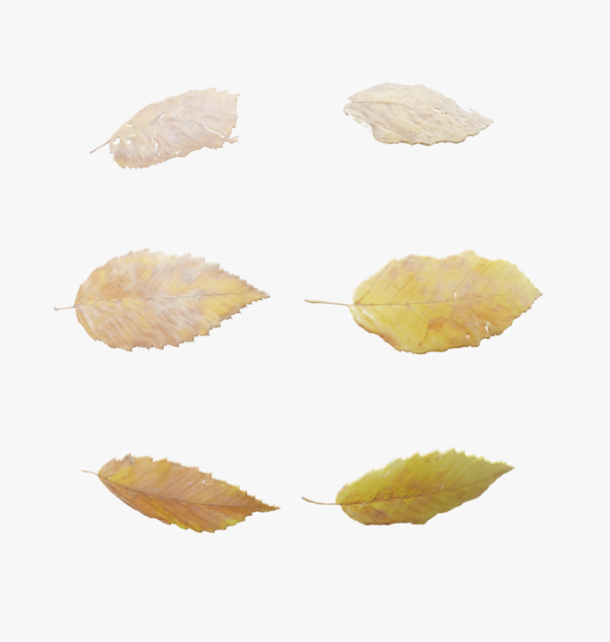 Sweet Birch, HD Png Download, Free Download