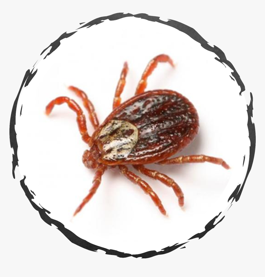 Fleas And Ticks, HD Png Download, Free Download