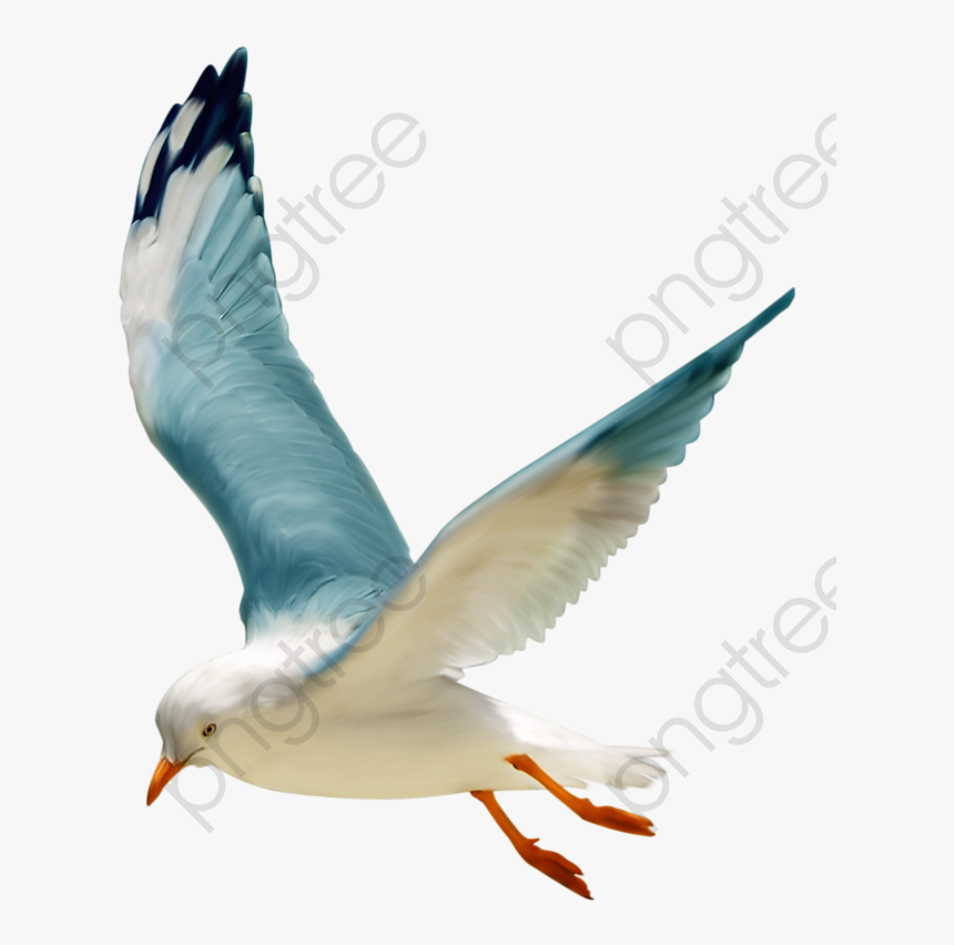 Tube Oiseau Mer, HD Png Download, Free Download