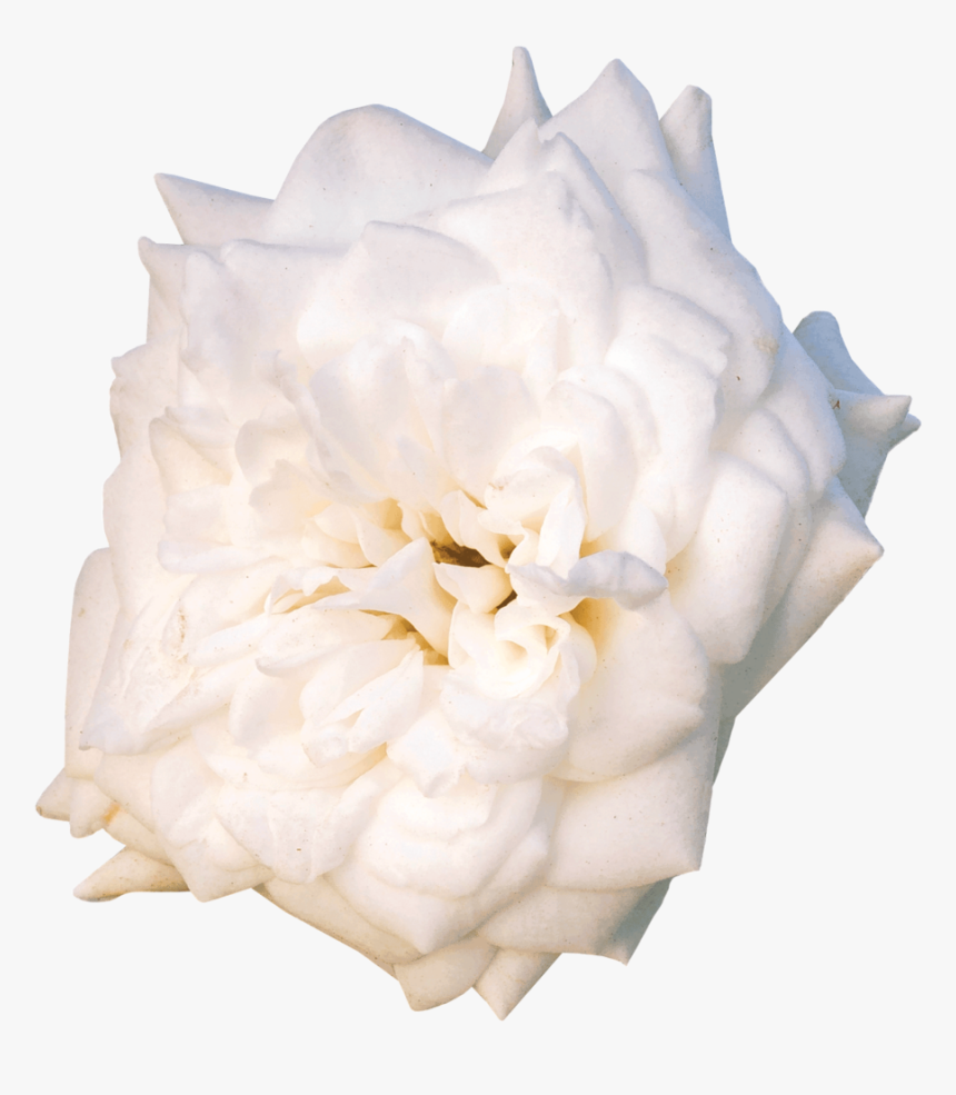 White Drift® - Garden Roses, HD Png Download, Free Download