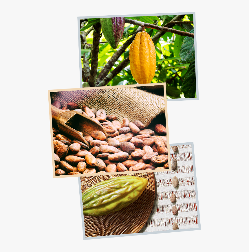 Cacao Images - Natural Foods, HD Png Download, Free Download