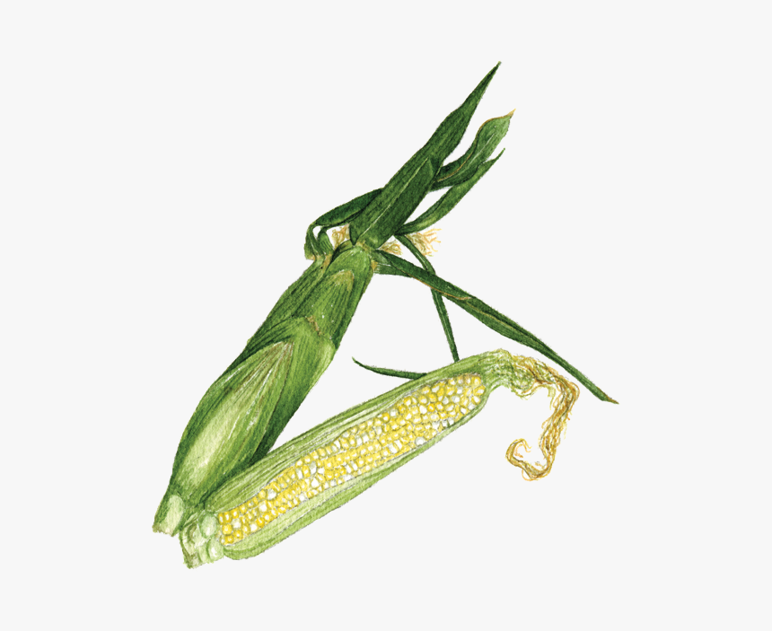 Bicolor Sweet Corn - Mantidae, HD Png Download, Free Download