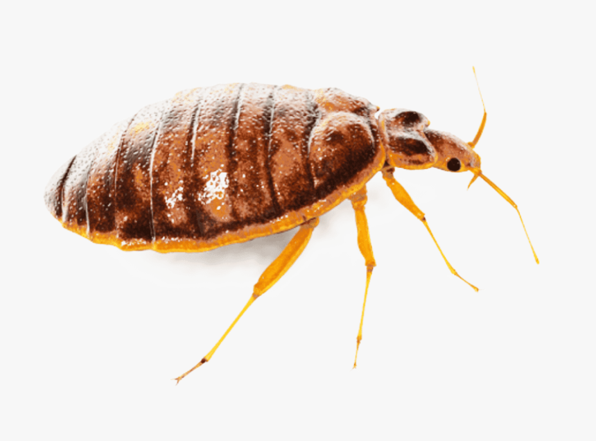 Bed Bug Png, Transparent Png, Free Download