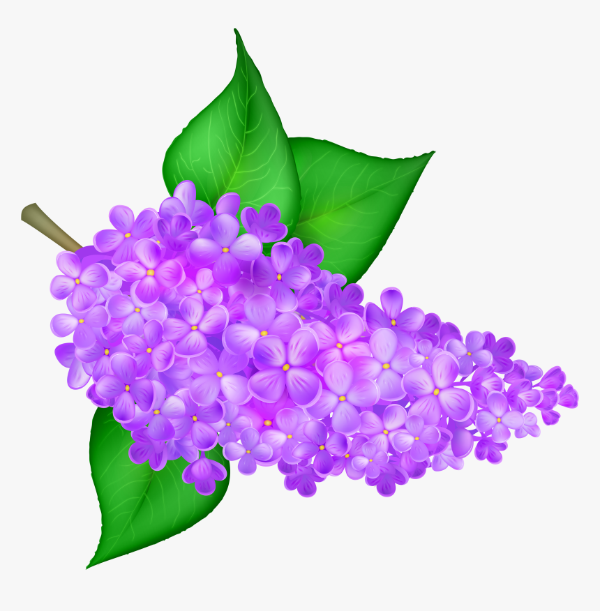 Lilac Flower Png Clip - Lilac, Transparent Png - kindpng