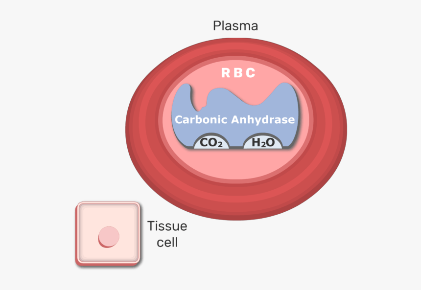 Co2 Molecules Being Converted To Bicarbonate Ions Animation - Red Blood Cells And Carbonic Anhydrase, HD Png Download, Free Download