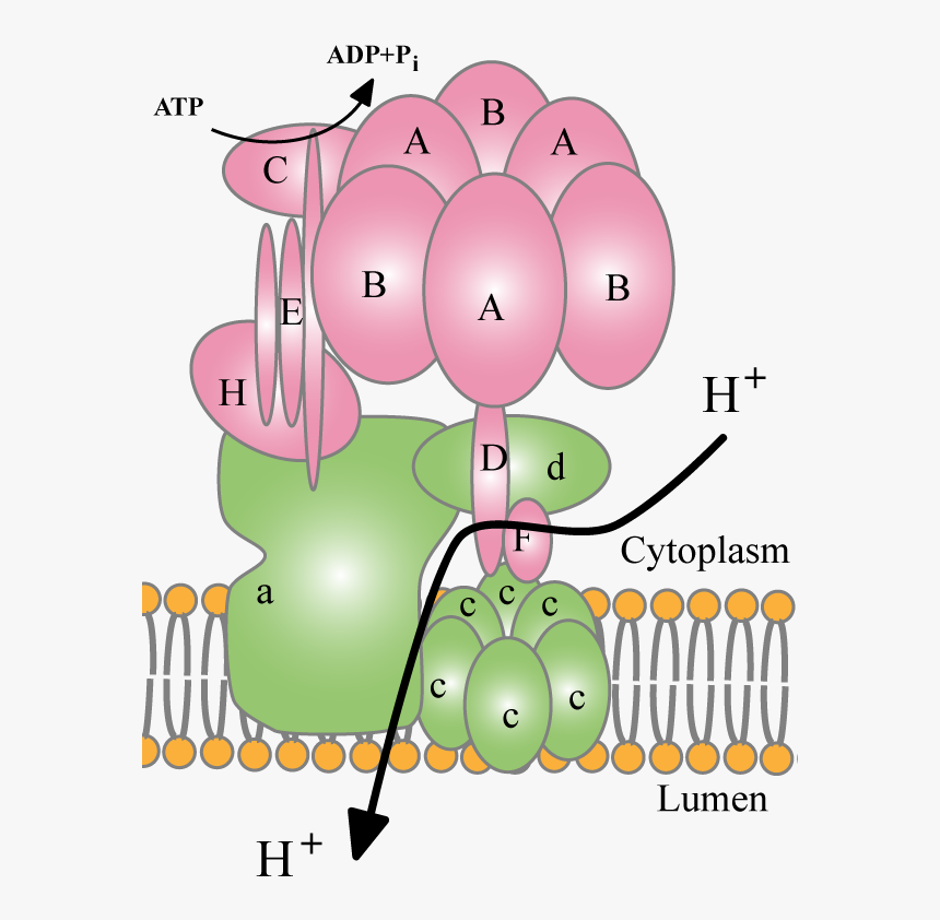 V-class Proton Pump - V Class Proton Pumps, HD Png Download, Free Download