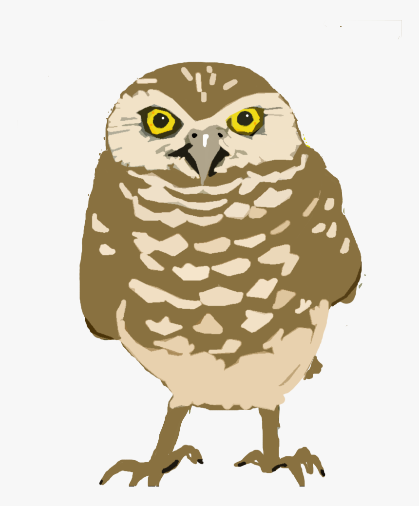 Burrowing-owl Copy - Burrowing Owls Transparent Background, HD Png Download, Free Download