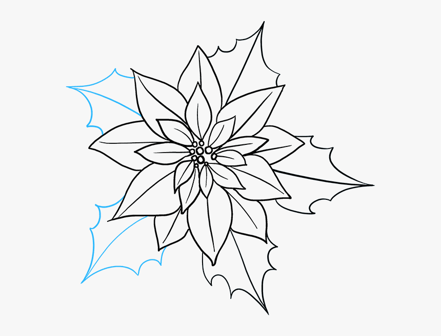 How To Draw Poinsettia - Poinsettia How To Draw, HD Png Download, Free Download