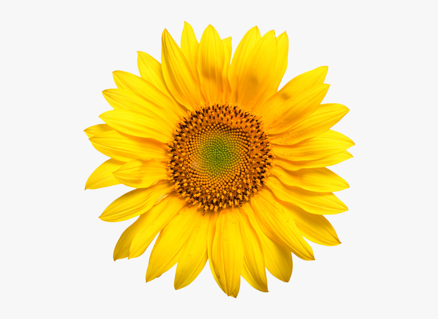 Psychic Sharon Sampsel - Sunflower Images Hd Png, Transparent Png, Free Download