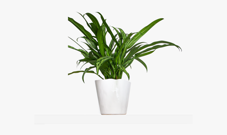 Flowerpot, HD Png Download, Free Download