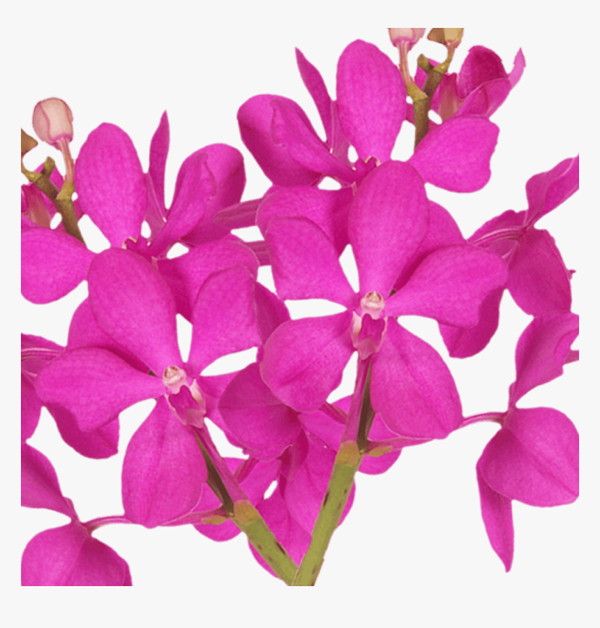 Pink Orchid Real Fresh Flowers To Buy Online - Dendrobium, HD Png Download, Free Download