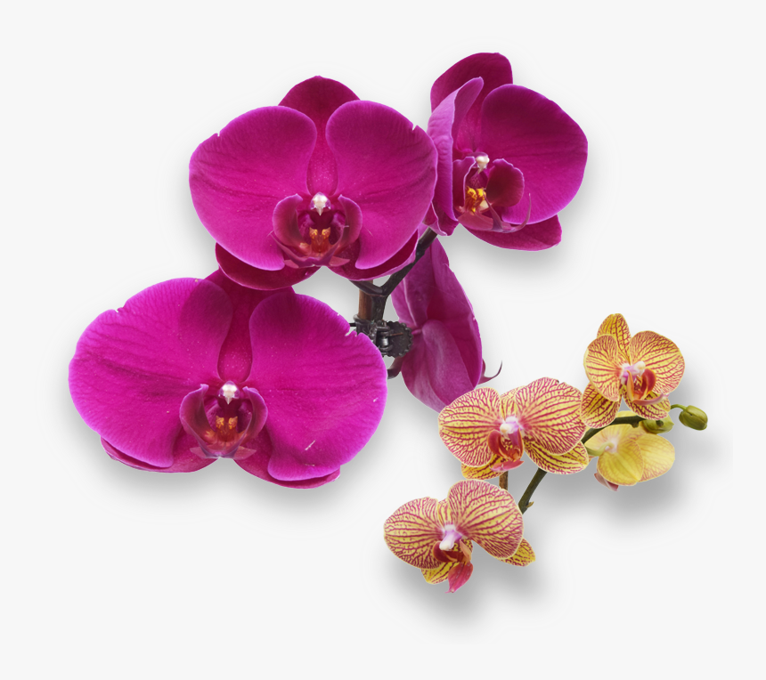 Moth Orchid, HD Png Download, Free Download