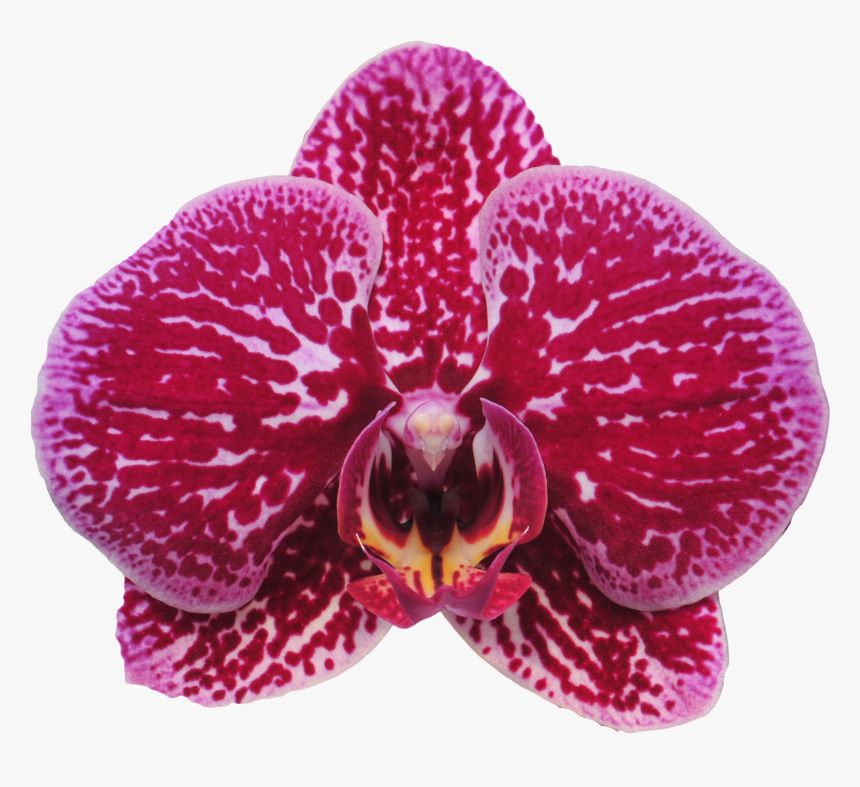 Moth Orchid, HD Png Download, Free Download