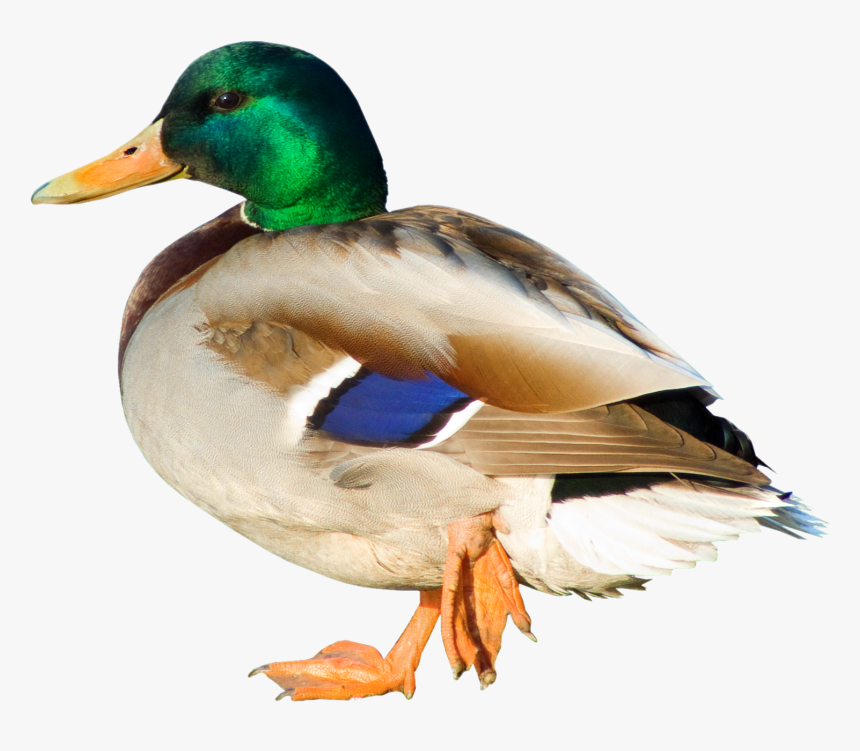 Duck Png Picture - Duck Png Free, Transparent Png, Free Download