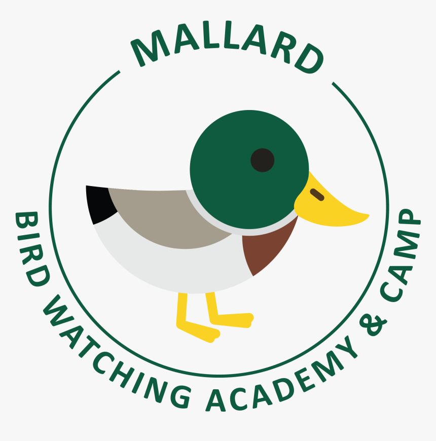 Mallard, HD Png Download, Free Download