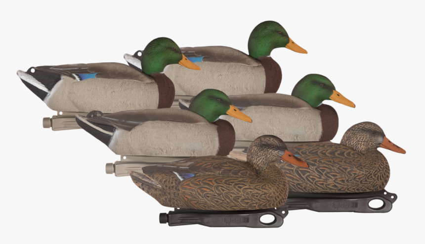 Mallard, HD Png Download, Free Download