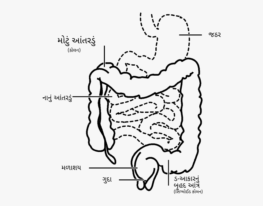 File - Intestine-gu - Svg - Crohn's Disease Black And White, HD Png Download, Free Download