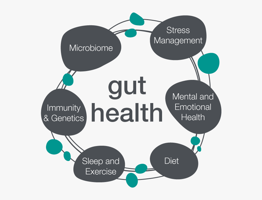 Gut Health Microbiome - Gut Health, HD Png Download, Free Download