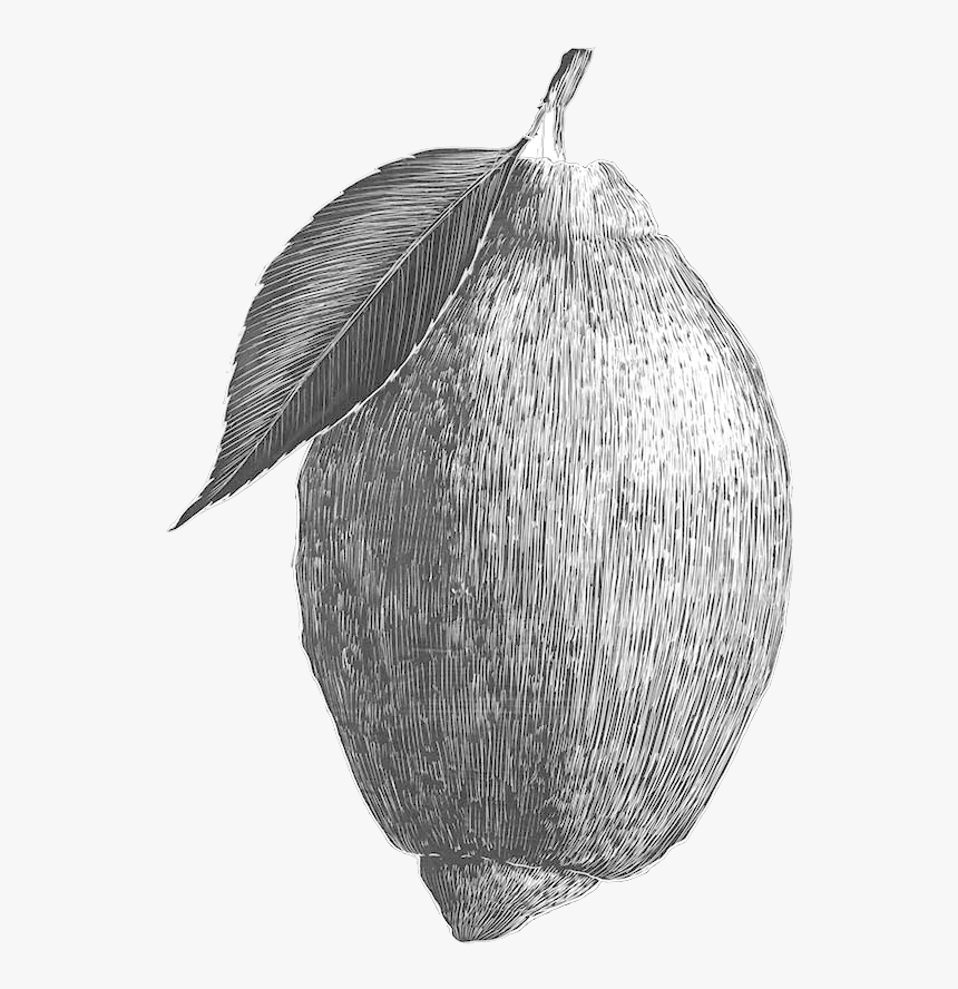 Starfruit , Png Download - Slippery Elm, Transparent Png, Free Download