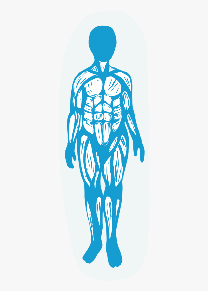 Muscular System - Illustration, HD Png Download, Free Download