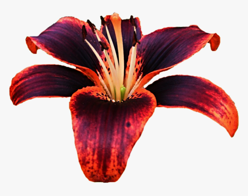 Transparent Lillies Png - Tiger Lily Purple And Orange Flowers, Png Download, Free Download