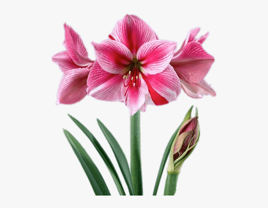 Pink And White Amaryllis - Amaryllis, HD Png Download, Free Download