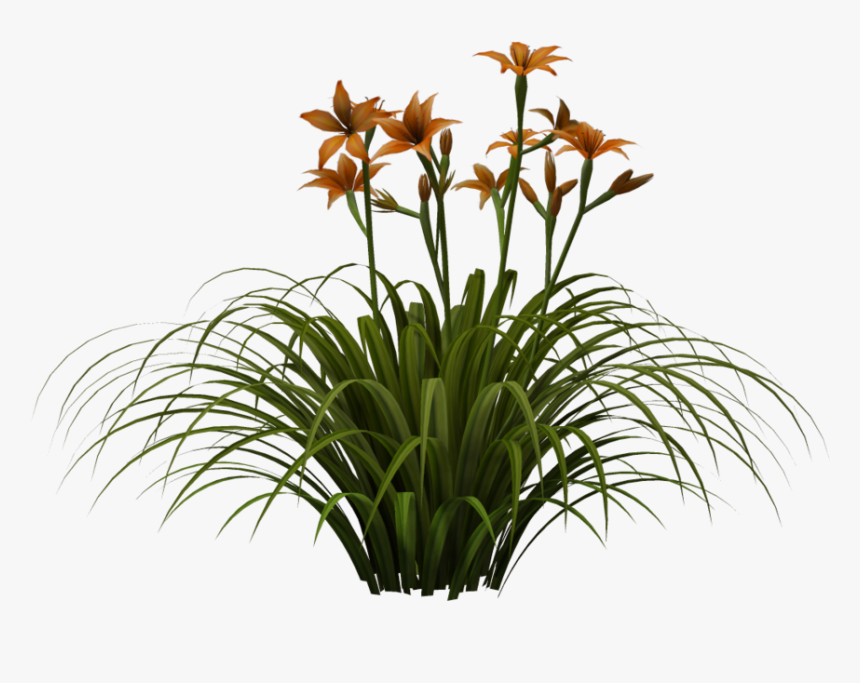 Top Backgrounds, Images Sorted, 3d Lily - Png Hd, Transparent Png, Free Download