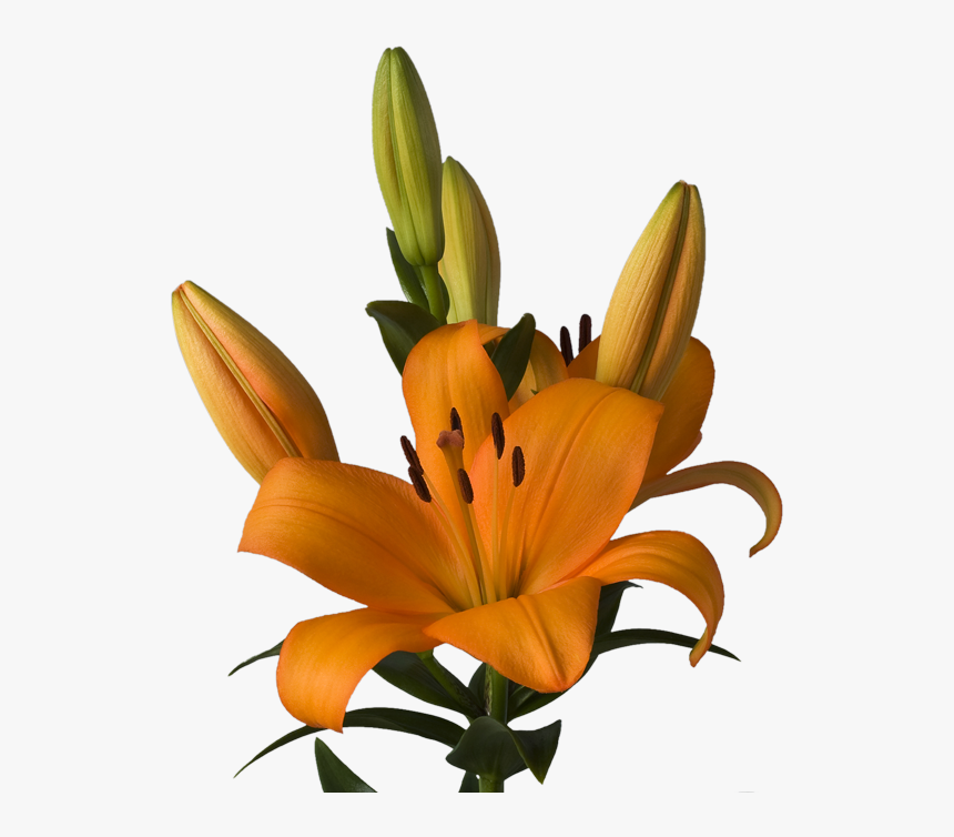 Lilium Caesars Palace, HD Png Download, Free Download