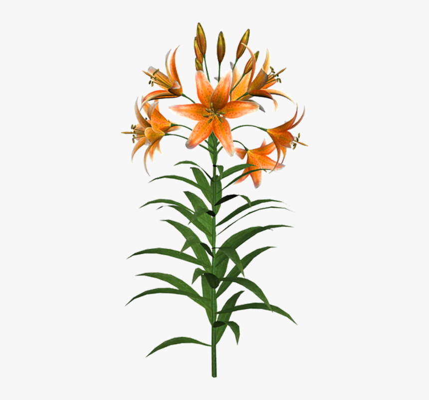 #flowers #lillies #pixabay #freetoedit - Orange Lily, HD Png Download, Free Download