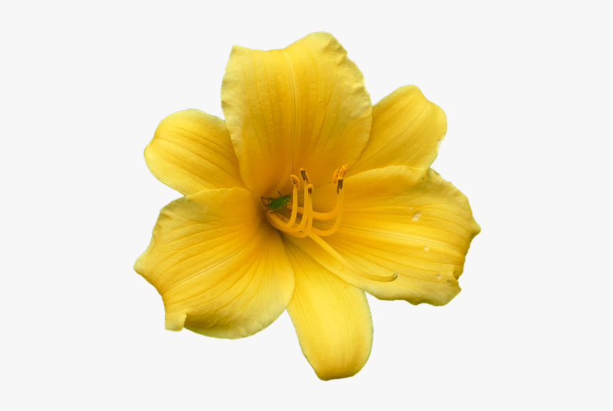 Daylily Yellow Svg, HD Png Download, Free Download